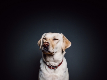 BLOG: Als twee honden vechten ...