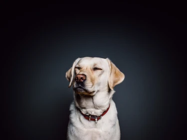 BLOG: Als twee honden vechten ...