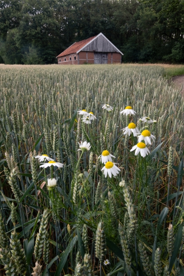 Hardenberg